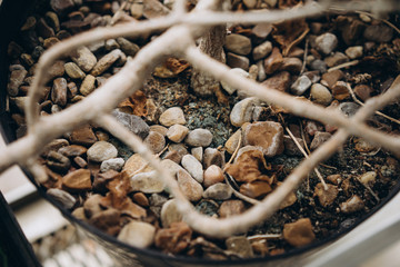 pebbles in a flower pot
