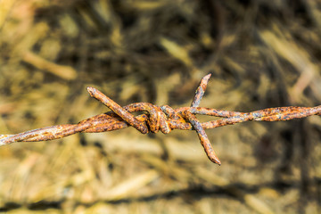 barbed wire and barbed wire