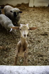 Lambs and sheep farm