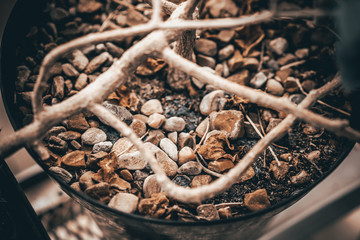 pebbles in a flower pot