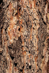 multicolored texture of pine tree bark