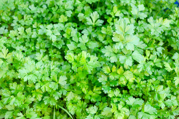 background of green leaves