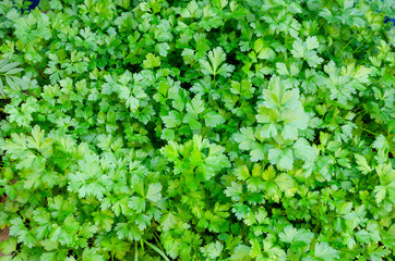 background of green leaves