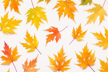 Fototapeta premium Autumn background with orange and yellow maple fallen leaves
