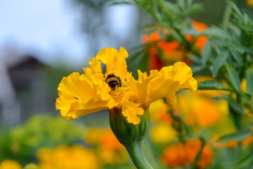 Bumblebee sitting on on yellow pumpkin flower and colecting polle