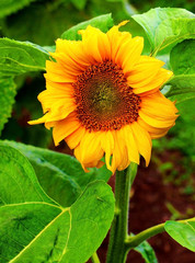 Sunflower plant 