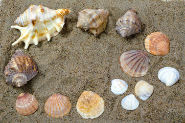 seashells on the sand of the seashore