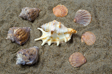 seashells on sand of wound size