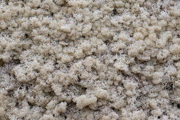 Icelandic moss