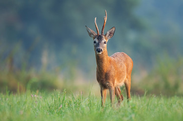 Naklejka na ściany i meble Wild roe deer (Capreolus capreolus) standing in a field and looking at the camera