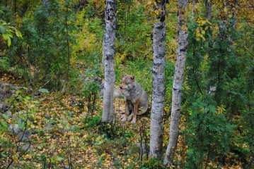 Fox in the forest between trees