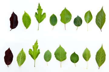 Front side and back side of different leaves on white background, taken in summer.