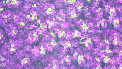 Obraz premium beautiful violet-purple flowers with a fluffy middle of the Tradescantia garden on a background of green leaves close-up