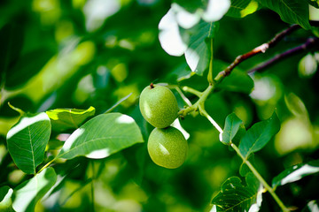 Young walnuts growing on the tree.