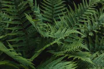 Beautiful background made with young green fern leaves. Perfect natural fern pattern. Close up of beautiful growing plants in the forest.