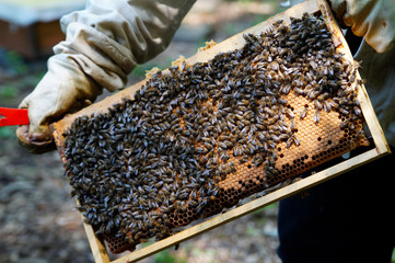 Bienenstock: Künstliche Nisthöhle