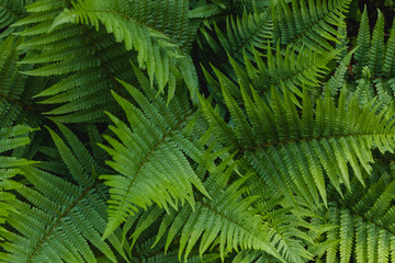 Beautiful background made with young green fern leaves. Perfect natural fern pattern in sunlight