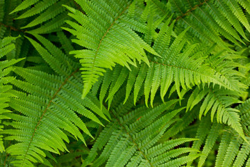 Beautiful background made with young green fern leaves. Perfect natural fern pattern in sunlight