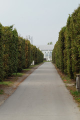 Friedhofsweg auf dem Friedhof "Bajsko" in Subotica - Vojvodina - Serbien