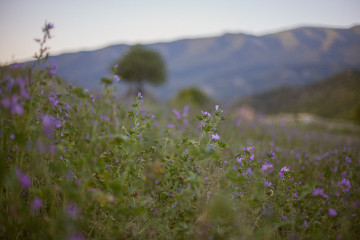 wild flowers in the mountains