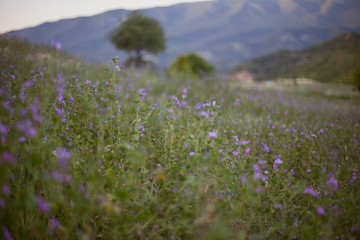 Fototapeta premium wild flowers in the mountains
