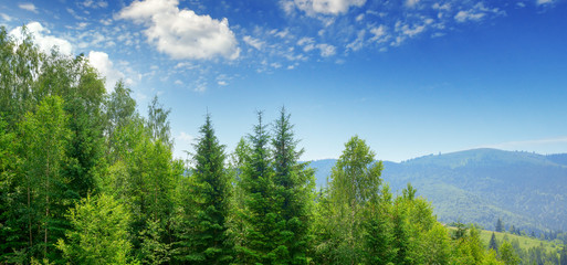 Evergreen fir trees in mountains
