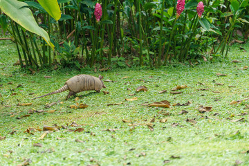 Nine-Banded Armadillo (Dasypus novemcinctus) in Costa Rica