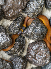Red coffee Snake (Ninia sebae) in Costa Rica