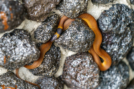 Red coffee Snake (Ninia sebae) in Costa Rica