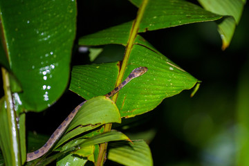 Banded Cat-eyed Snake (Leptodeira annulata) in Costa Rica