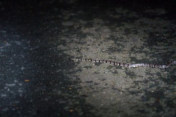 Obraz na płótnie Canvas Cloudy Snail-Eating Snake (Sibon nebulatus) in Costa Rica