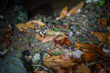 Many-banded Coral Snake (Micrurus multifasciatus) hunting for food in Costa Rica