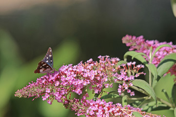 butterfly on flower
