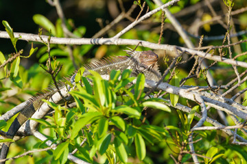 Green Iguana (Iguana iguana) in Costa Rica