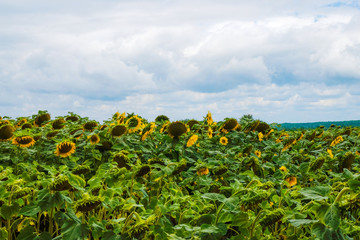 Endless sunflower field against cloudy sky. Agriculture in Ukraine. Copy space.