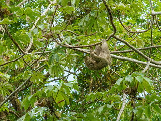 Three-toed Sloth (Bradypus infuscatus), taken in Costa Rica