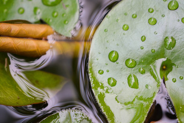 glass of water with lime and ice