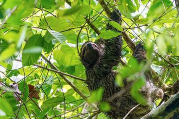 Three-toed Sloth (Bradypus infuscatus), taken in Costa Rica