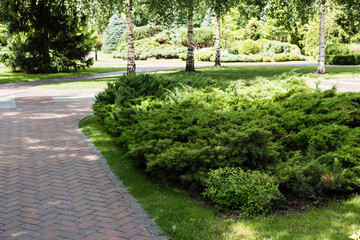 walkway near green bushes and trees with leaves in summertime