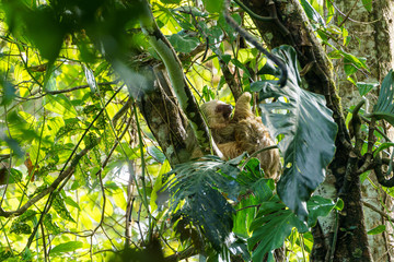 Two-Toed Sloths (Megalonychidae) in Costa Rica