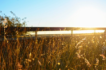 landscape with wheat field and blue sky