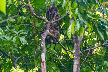 Three-toed Sloth (Bradypus infuscatus), taken in Costa Rica
