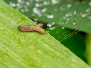 Gastropod clam on a green leaf in a summer garden.