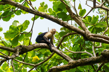 capuchin monkey (Cebus capucinus), taken in Costa Rica