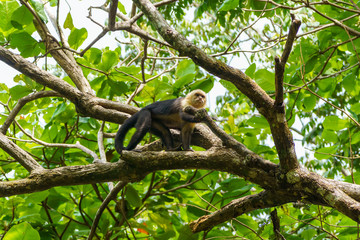 capuchin monkey (Cebus capucinus), taken in Costa Rica