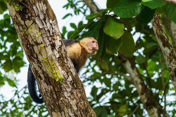 capuchin monkey (Cebus capucinus), taken in Costa Rica
