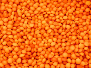 Lentils are red. Harvest the legumes.