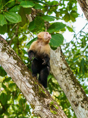 capuchin monkey (Cebus capucinus), taken in Costa Rica