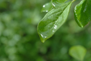 Fototapeta premium Rosée matinale