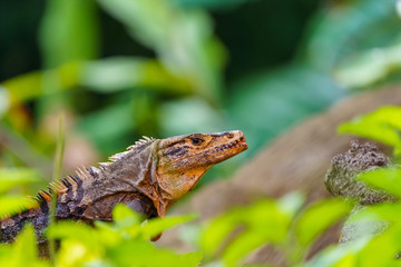 Black Spiny Tailed Iguana (Ctenosaura similis), taken in Costa Rica